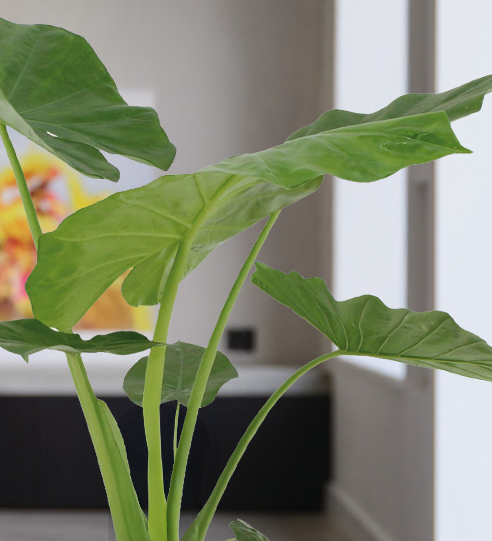Alocasia Macrorrhiza