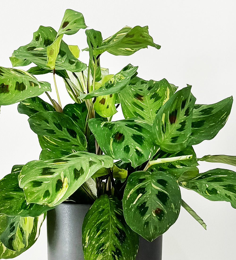 Variegated Prayer Plant & Pot