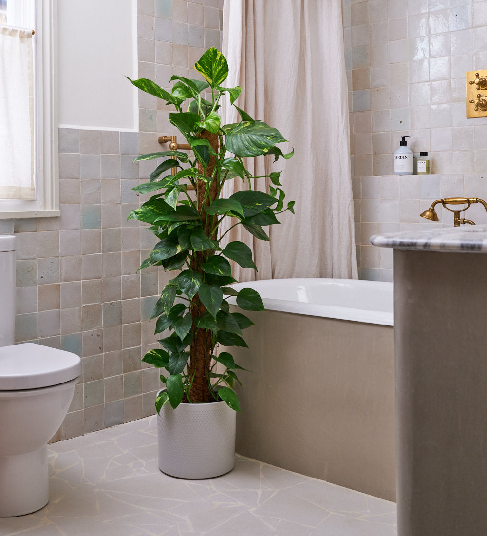 Devil's Ivy on Moss Pole & Pot