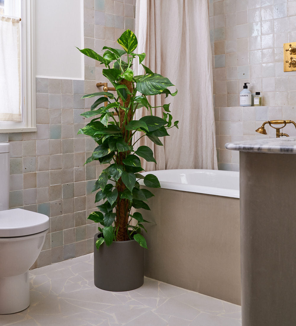 Devil's Ivy on Moss Pole & Pot