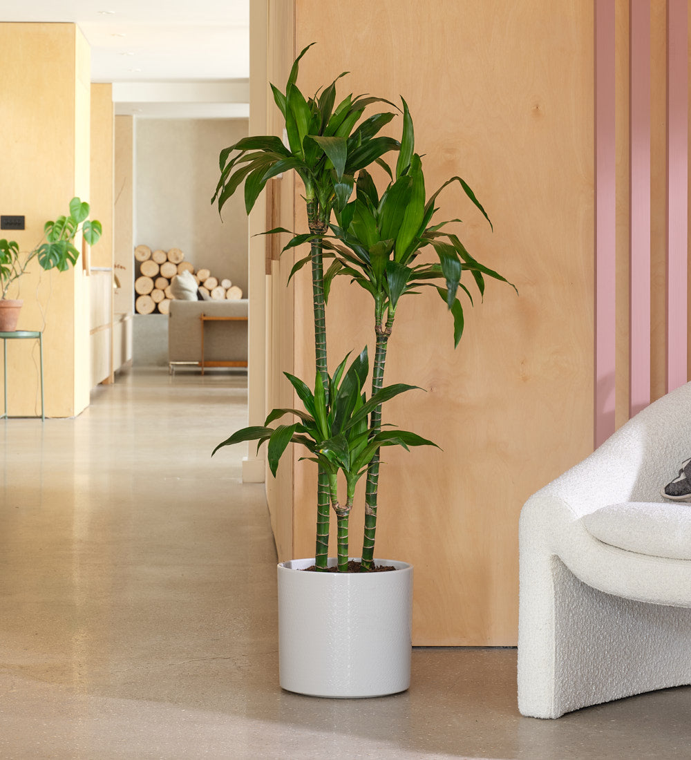 Large Dracaena Fragrans Steudneri