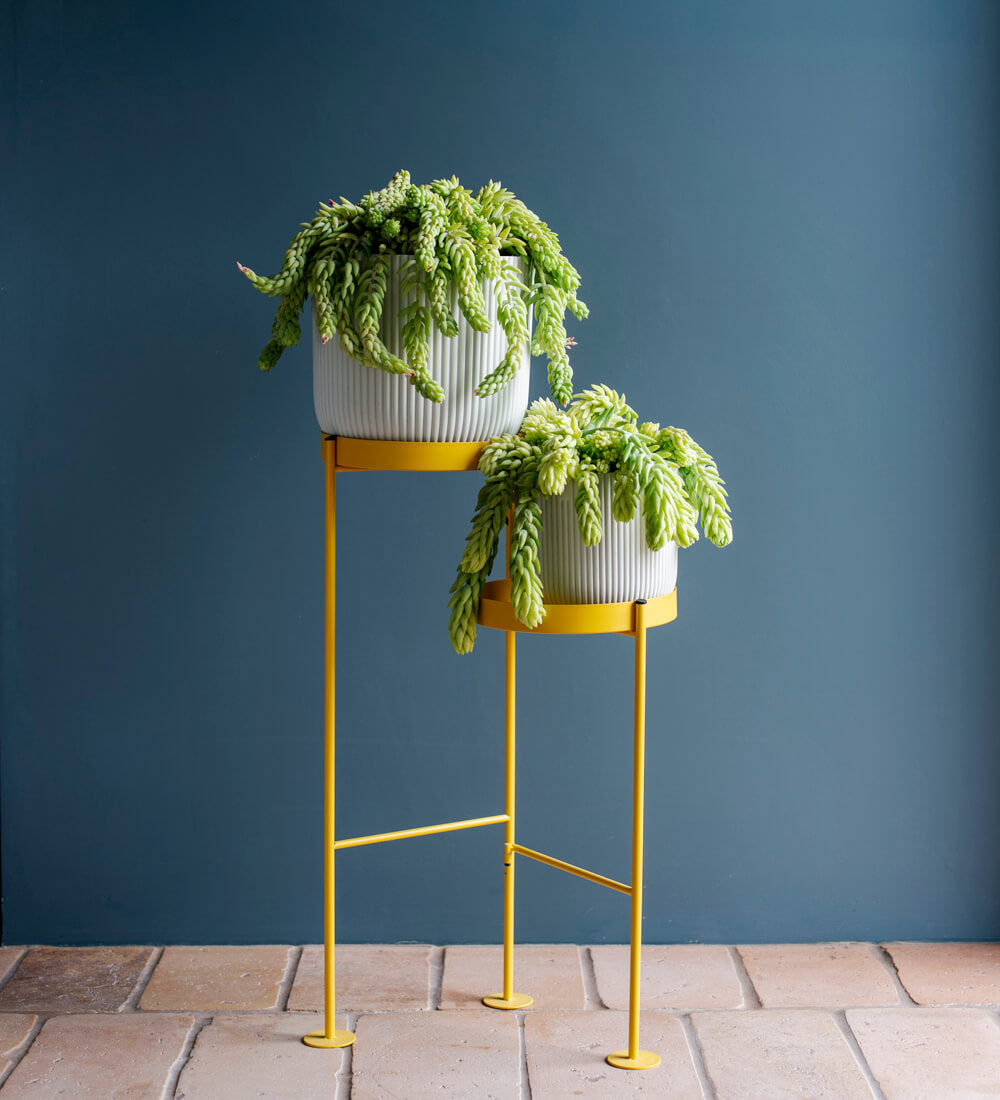Hanging Sedum Burro's Tail
