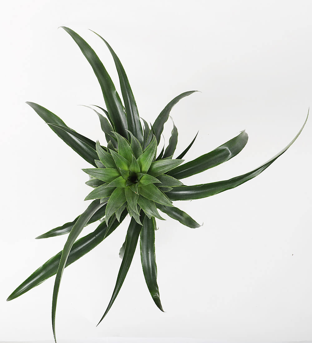 Pineapple Plant & Pot