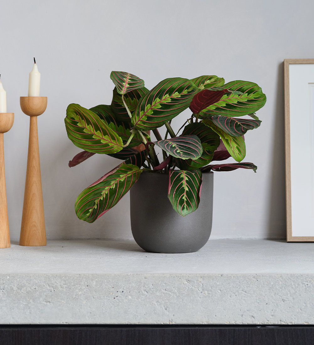 Prayer Plant & Graphite Earthenware