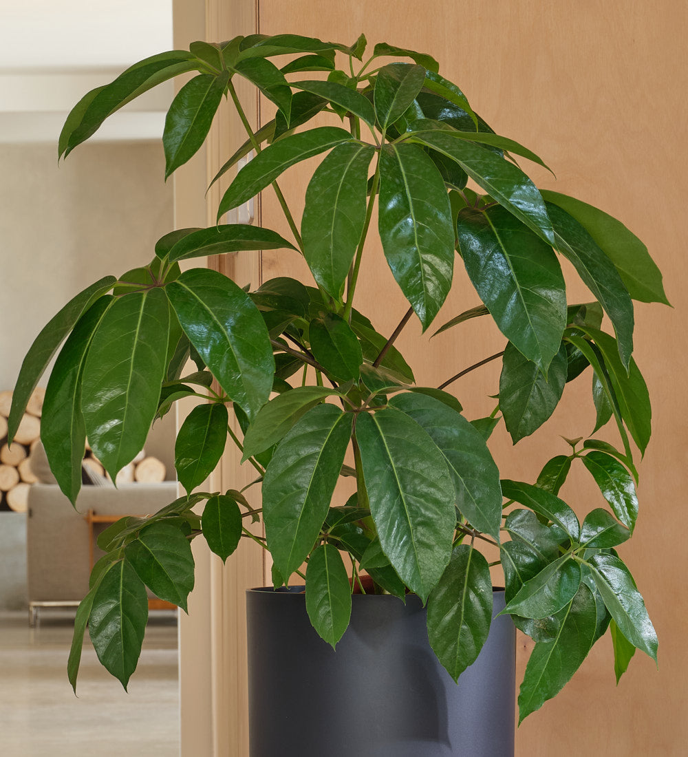 Schefflera Amata