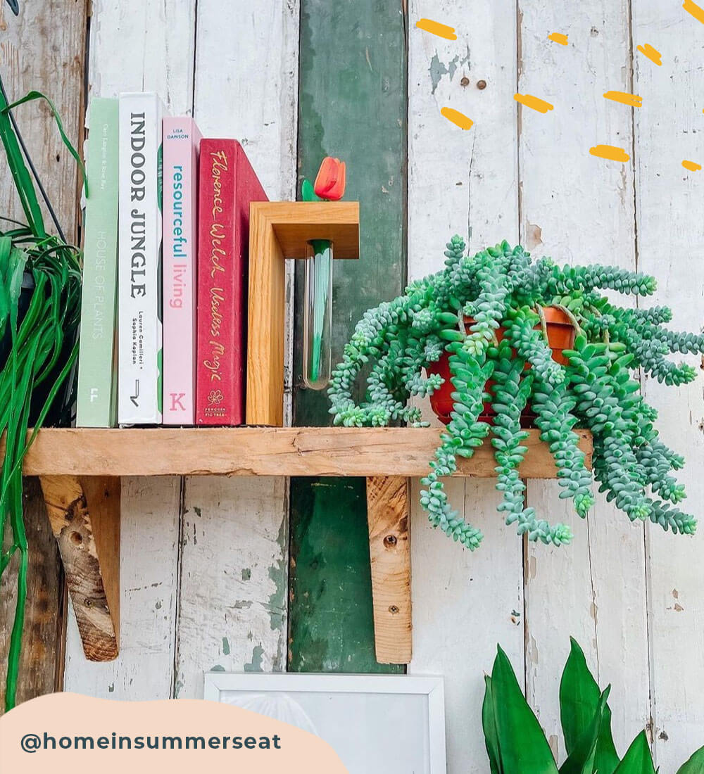 Hanging Sedum Burro's Tail