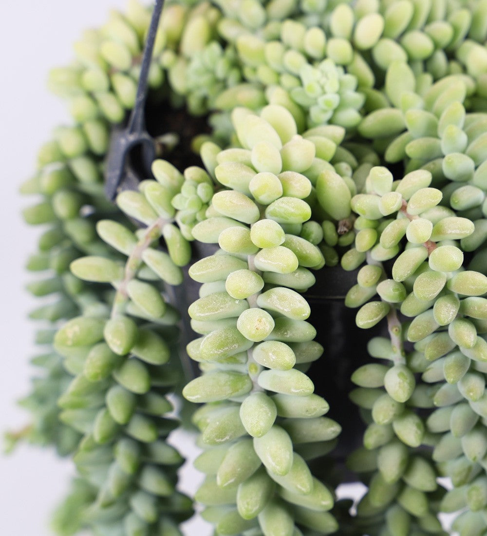 Hanging Sedum Burro's Tail