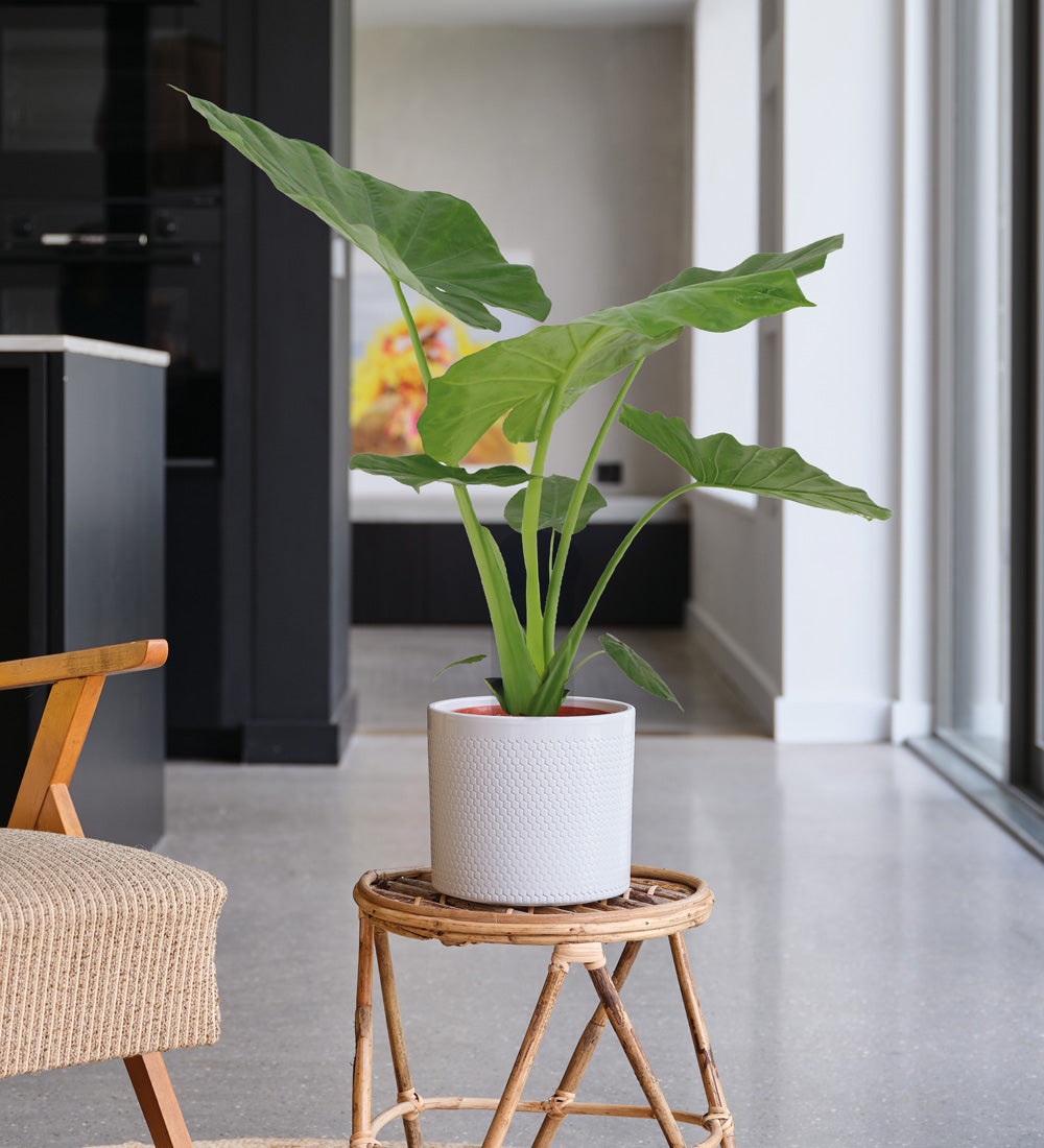 Alocasia Macrorrhiza