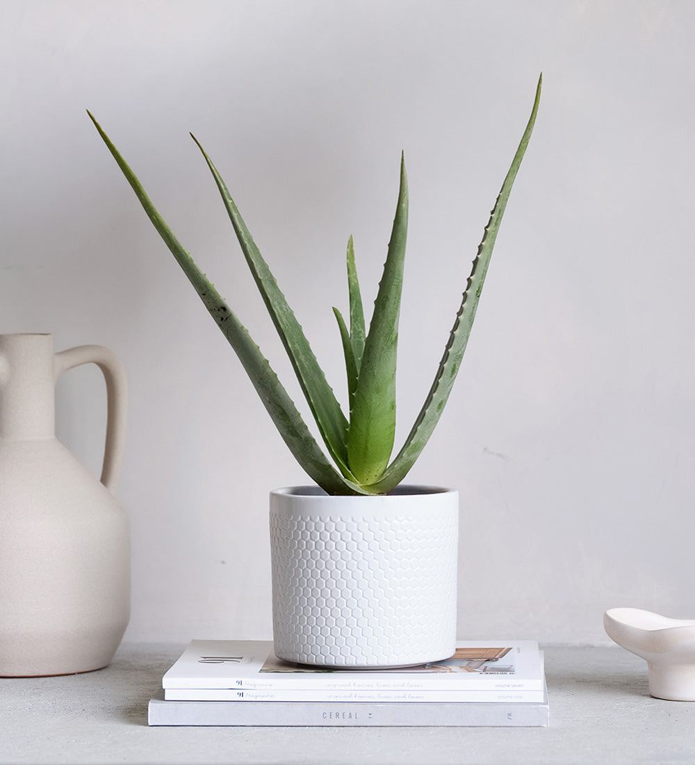 Aloe Vera & Pot