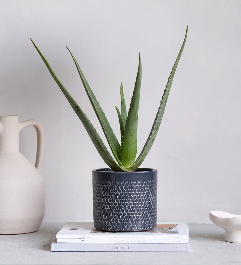 Aloe Vera & Pot