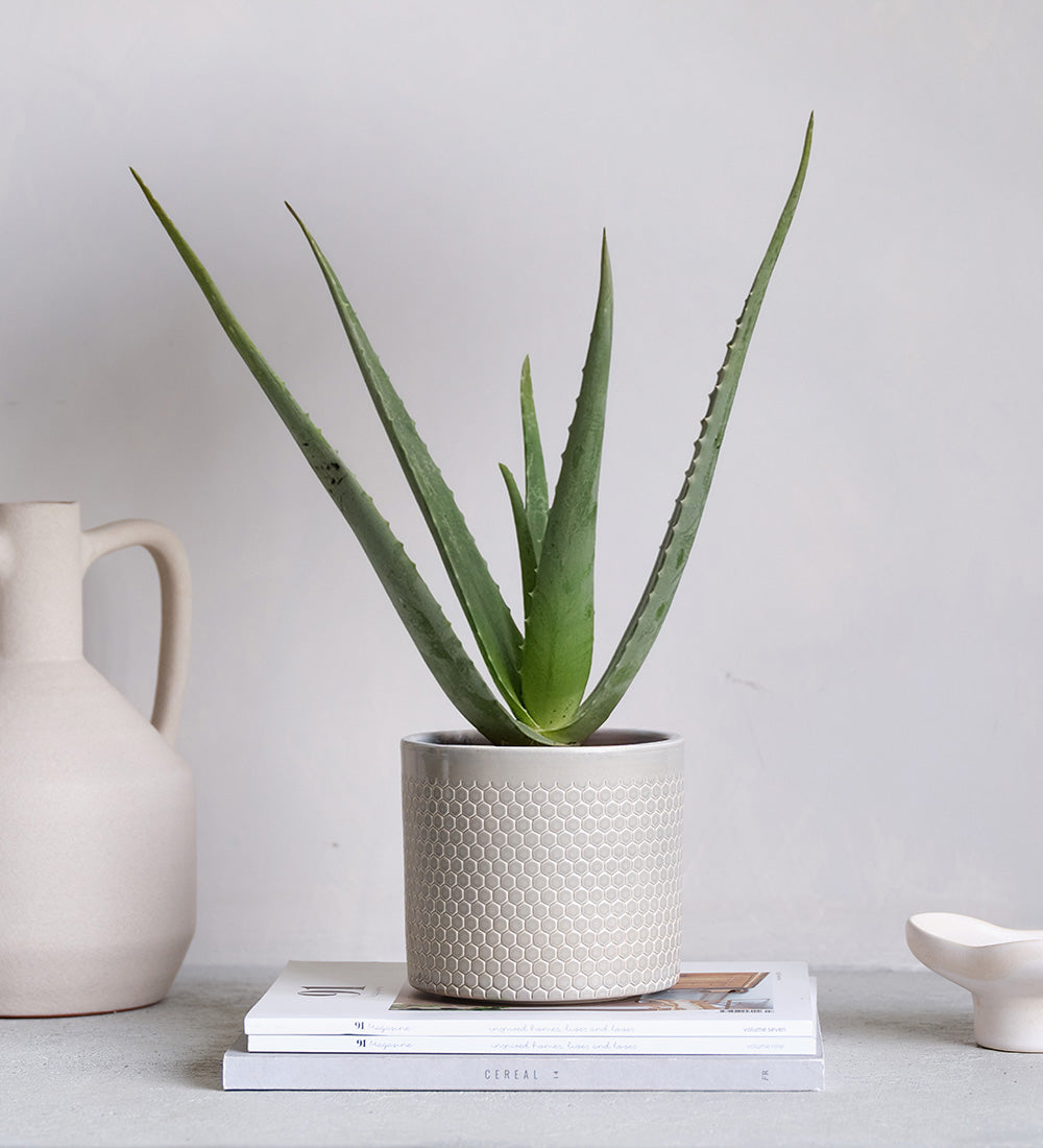 Aloe Vera & Pot