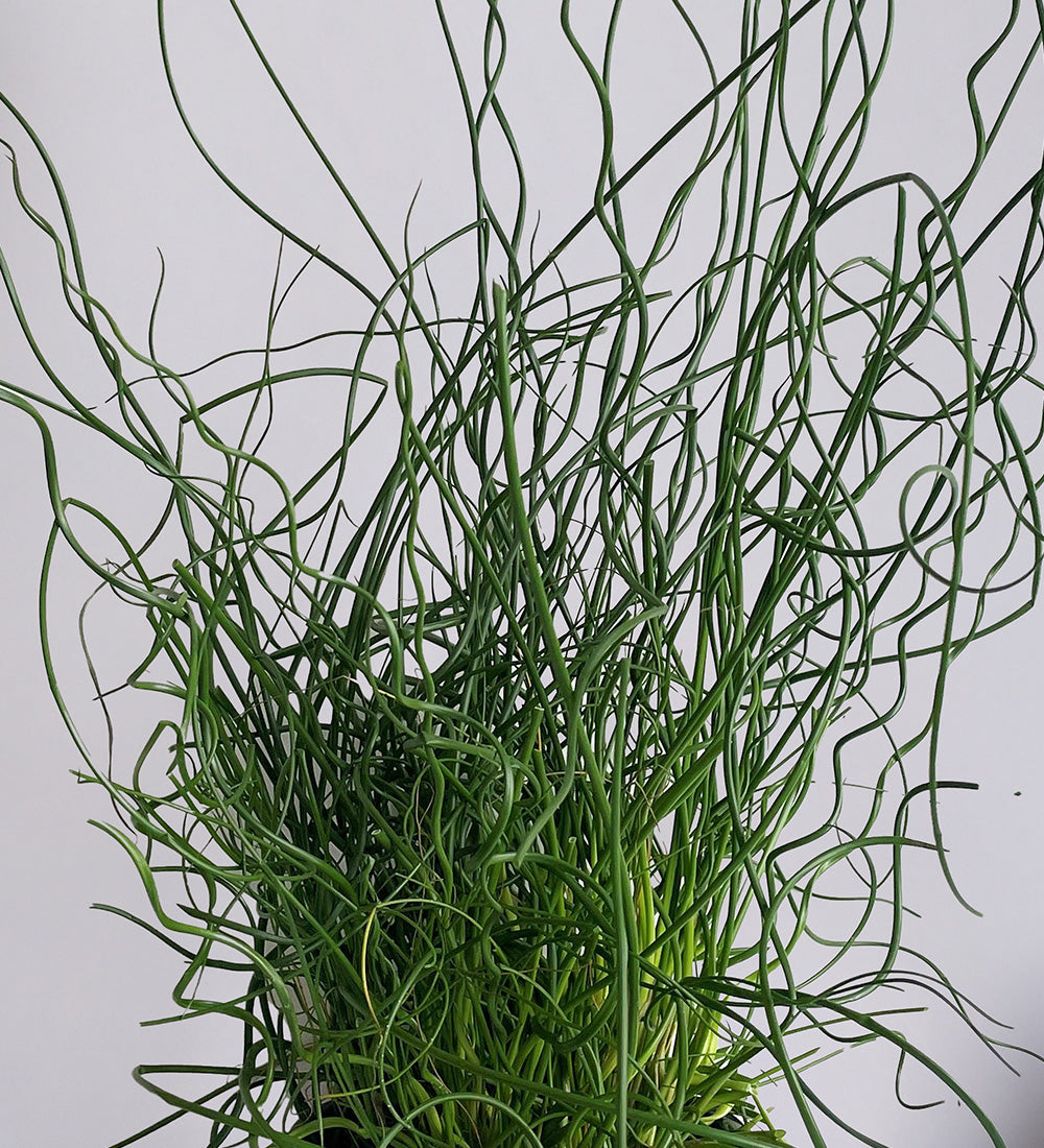 Juncus Effusus Spiralis & Pot