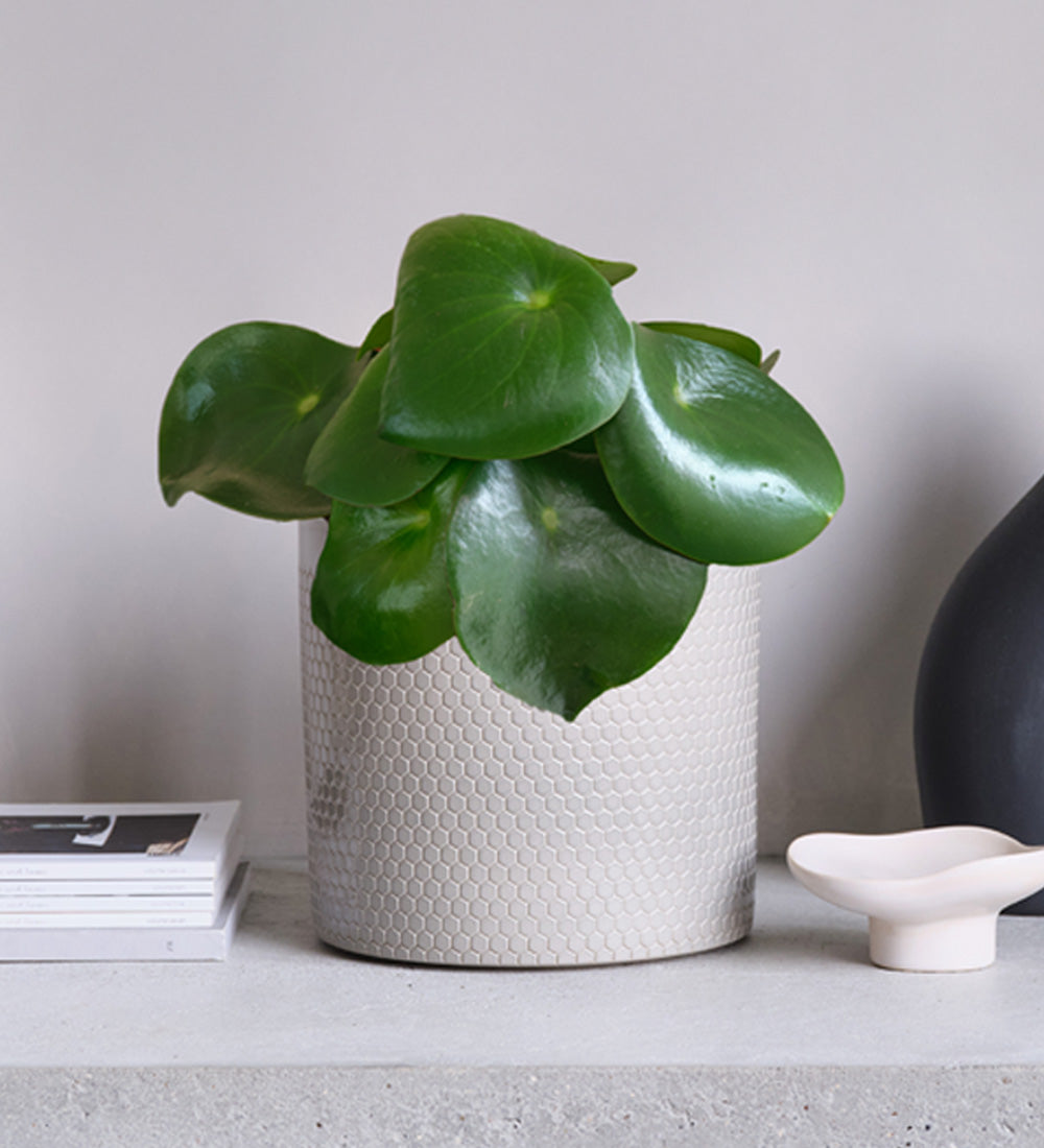Pilea Raindrop & Pot