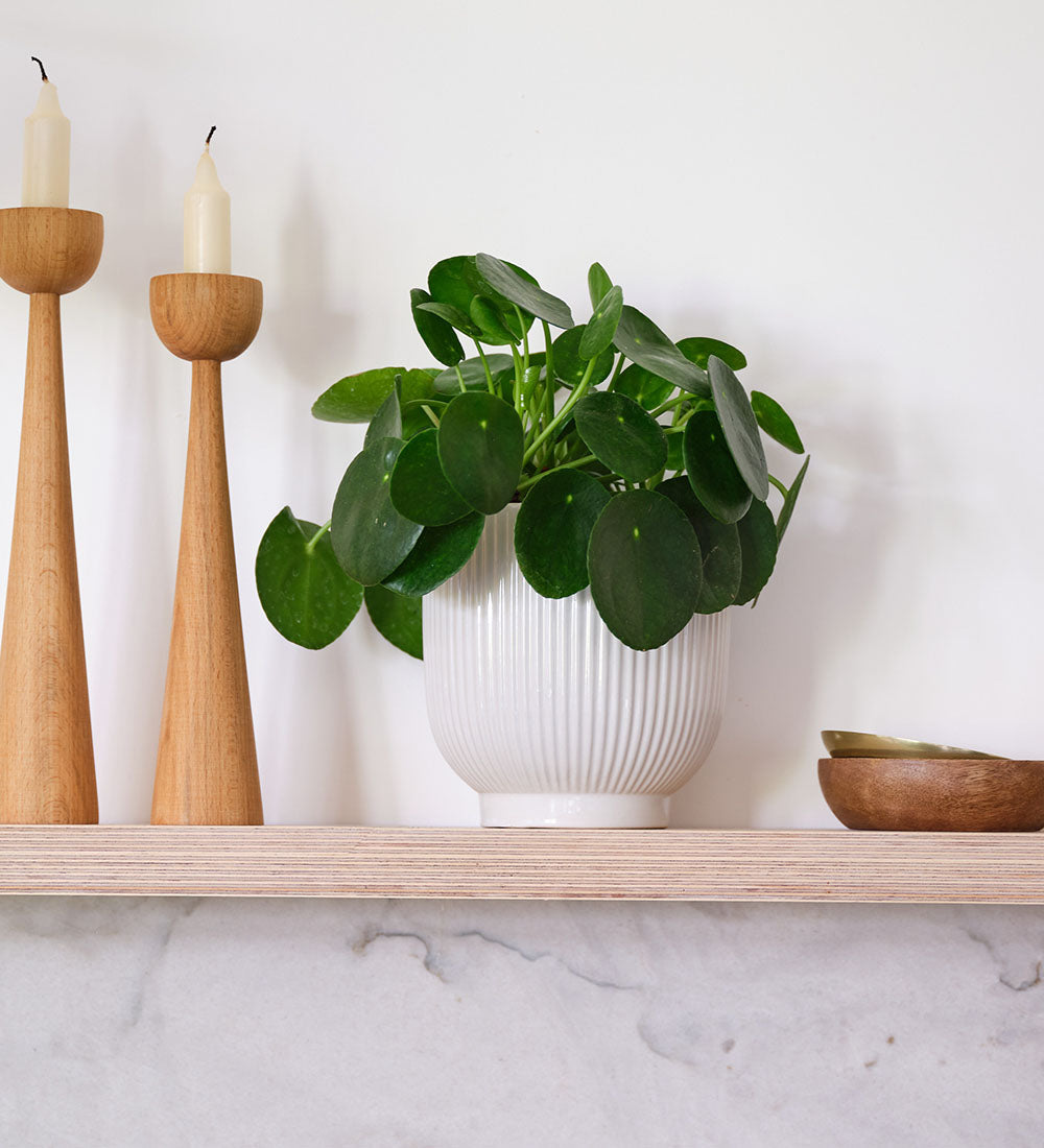 Chinese Money Plant & Pot