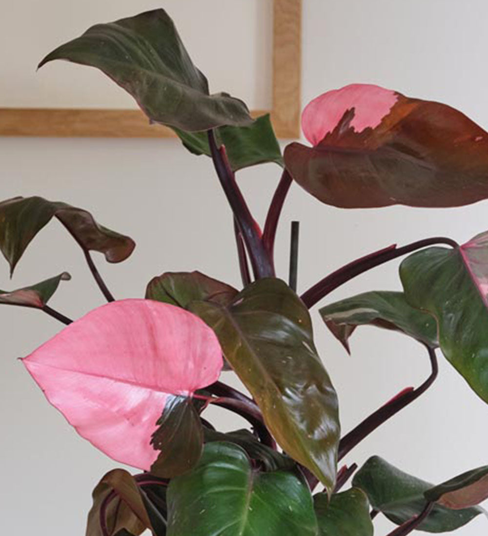 Rare Philodendron Pink Princess