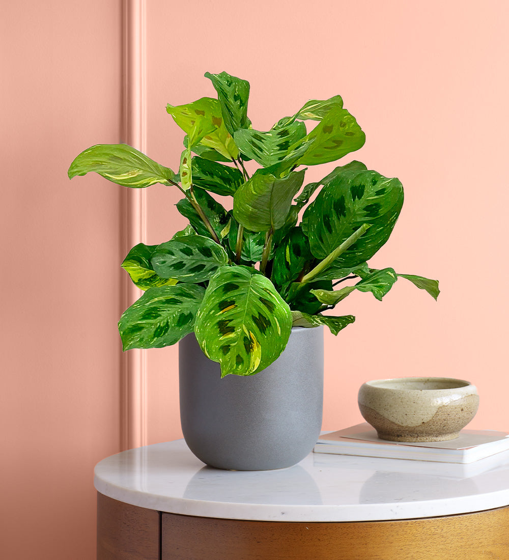 Variegated Prayer Plant & Pot