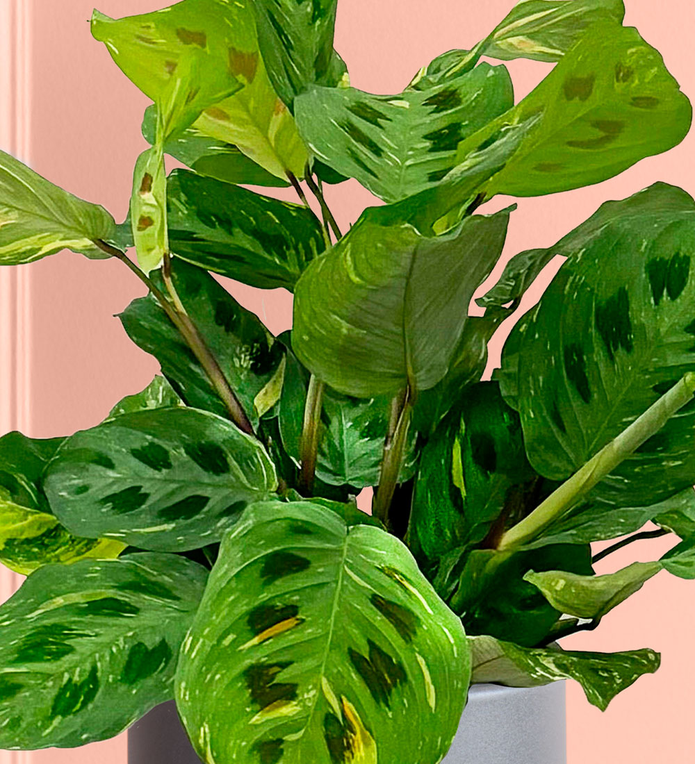 Variegated Prayer Plant & Pot