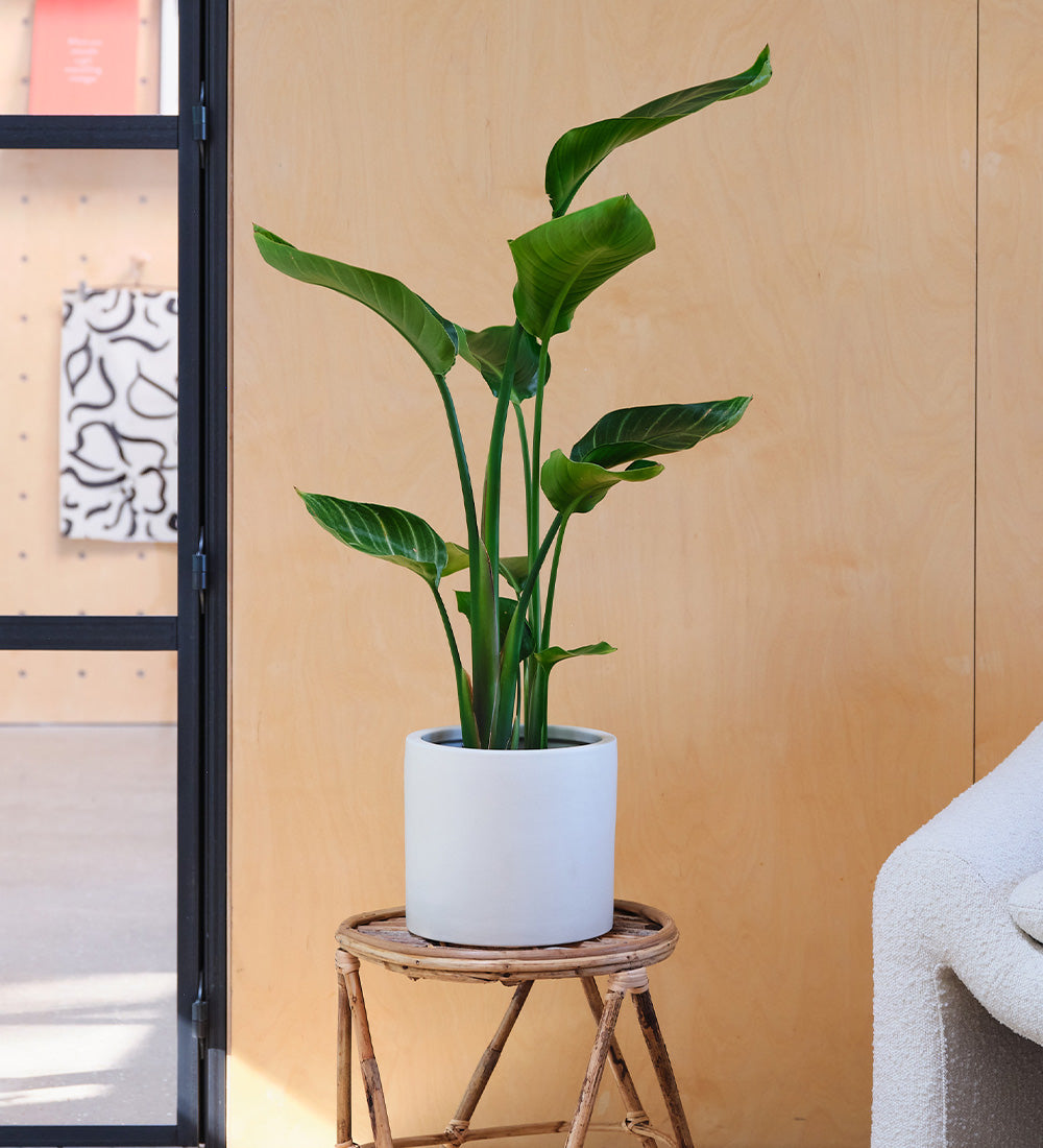 Bird of Paradise & Pot