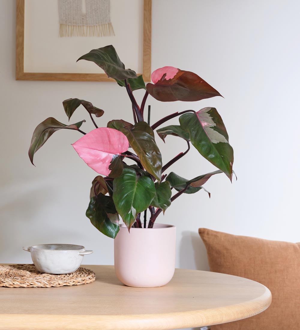 Rare Philodendron Pink Princess