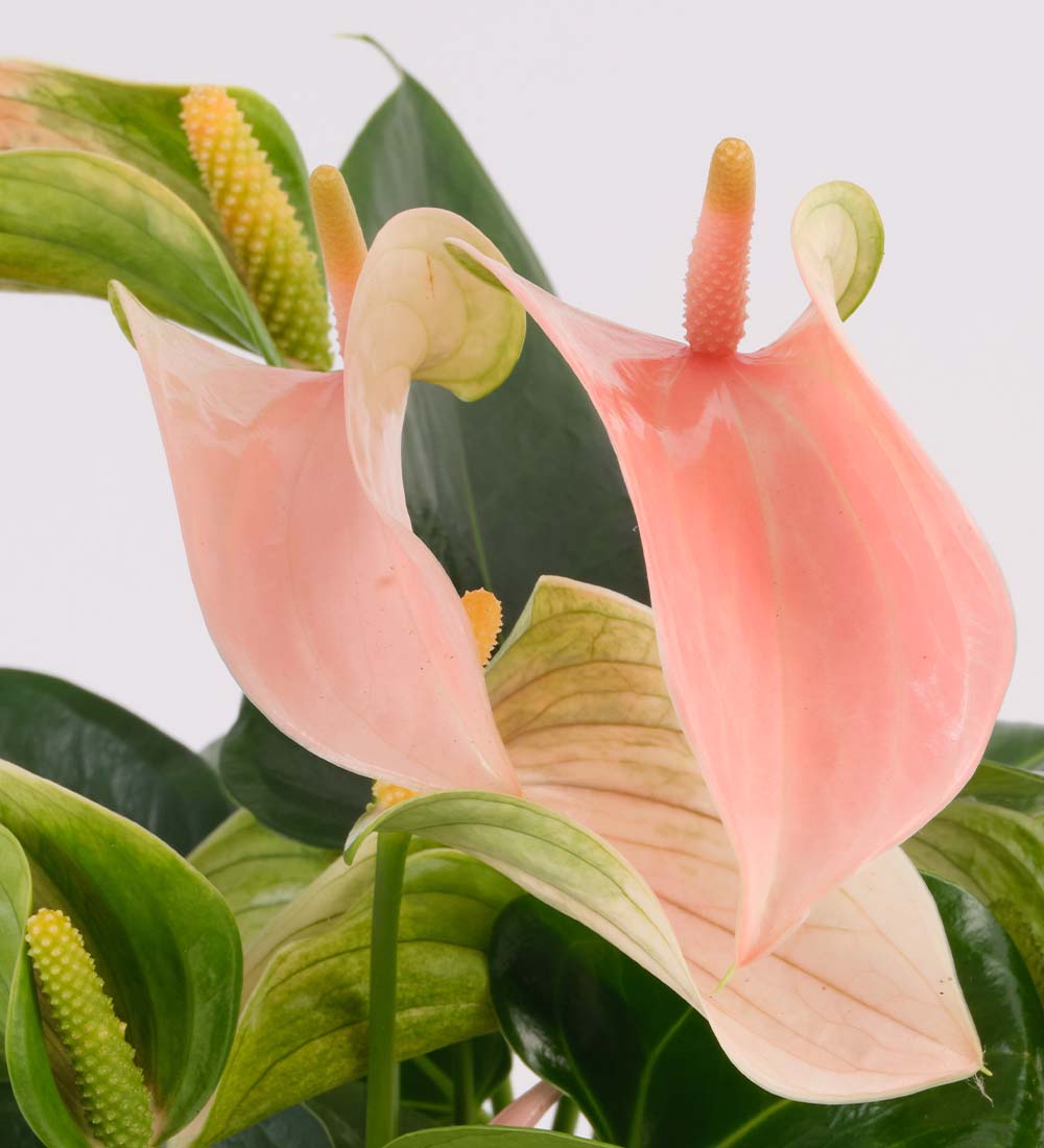 Anthurium