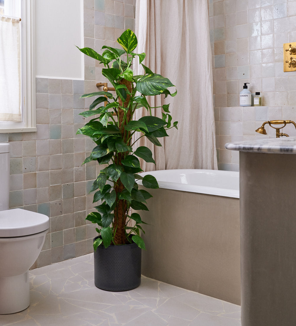 Devil's Ivy on Moss Pole & Pot