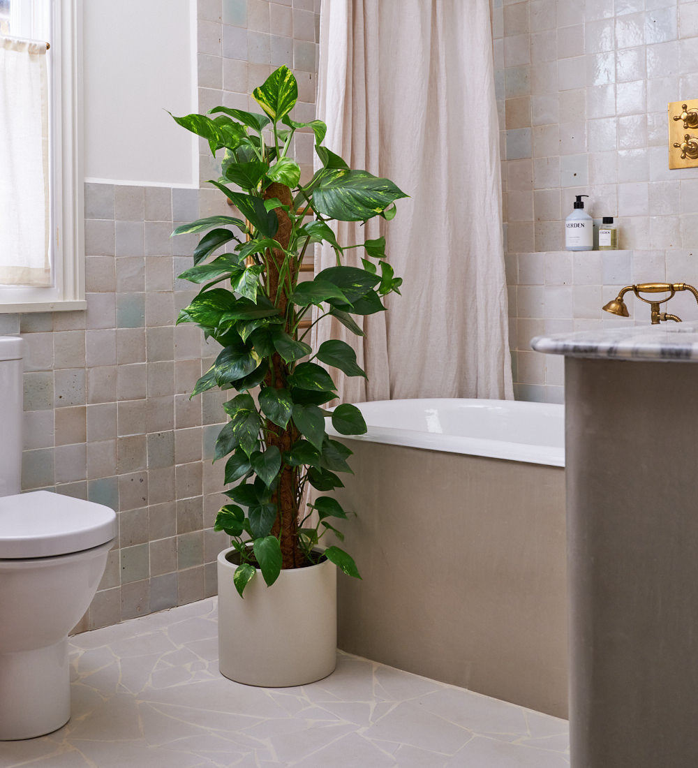 Devil's Ivy on Moss Pole & Pot