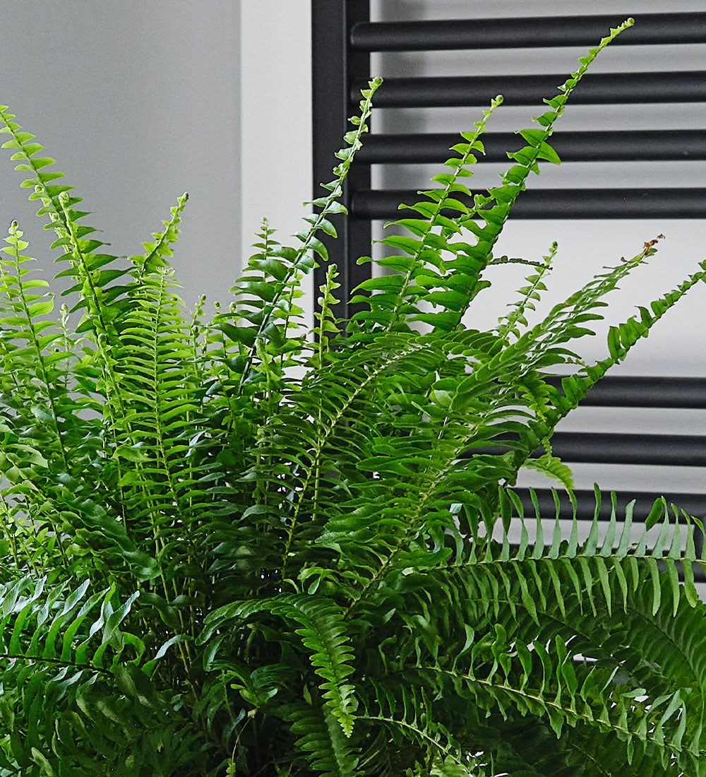 Boston Fern & Pot