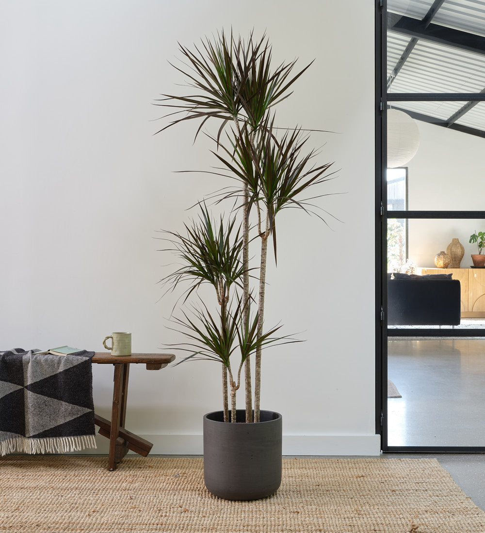 Dracaena Marginata Magenta