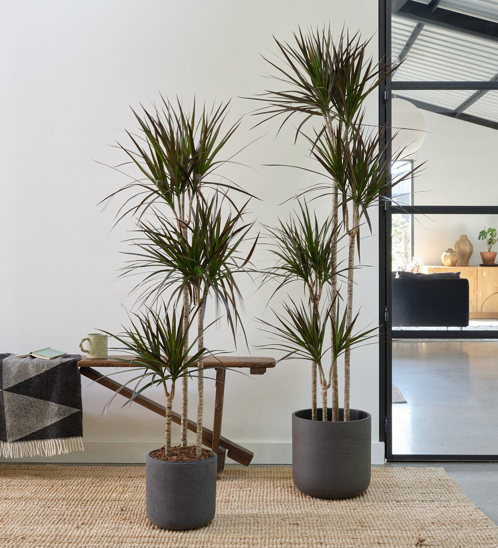 Dracaena Marginata Magenta