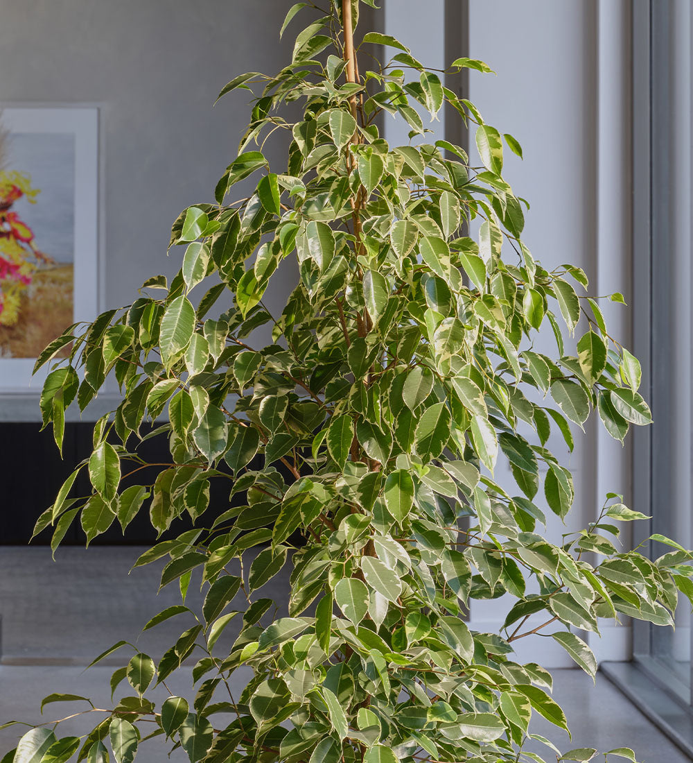 Ficus Benjamina Golden King
