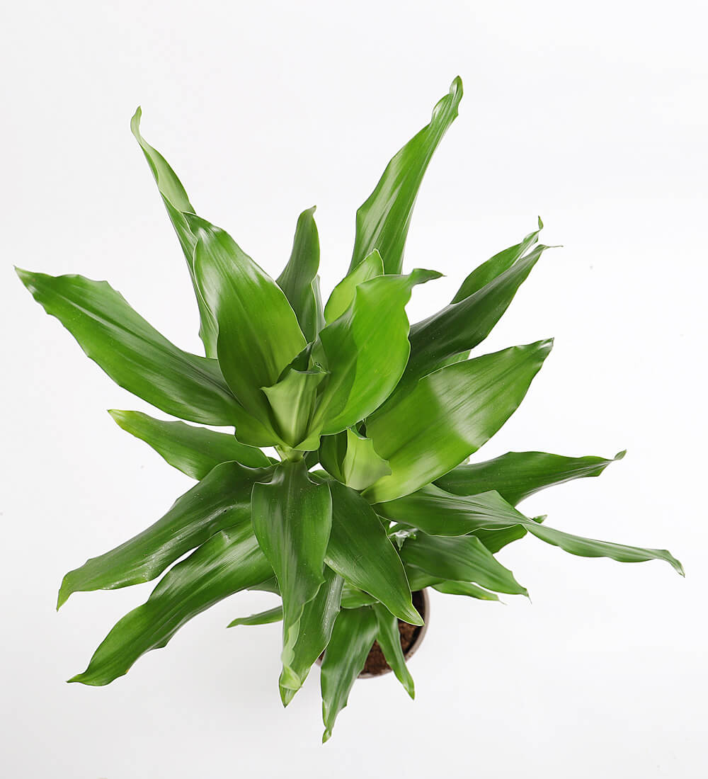 Dracaena Fragrans Steudneri