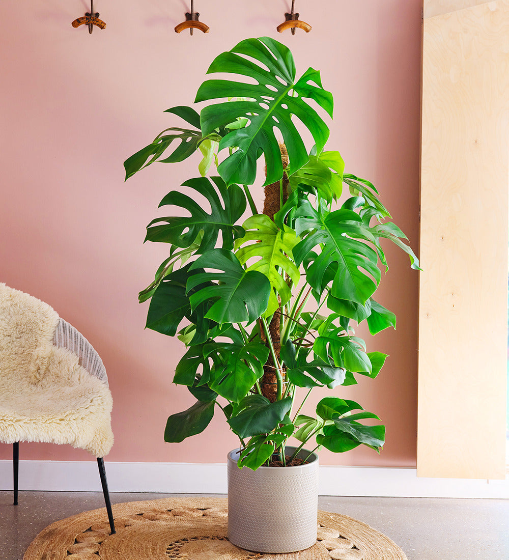 Swiss Cheese Plant & Pot