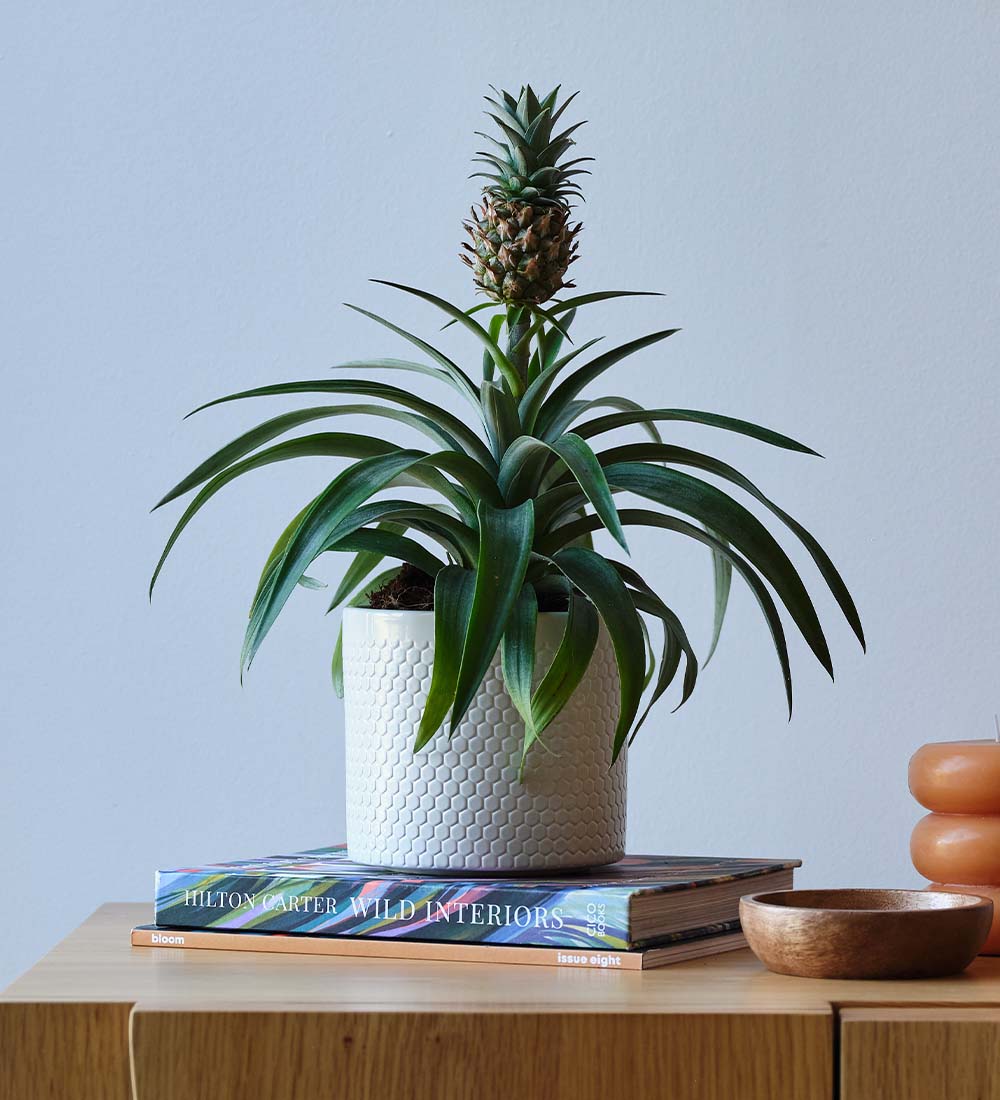 Pineapple Plant & Pot