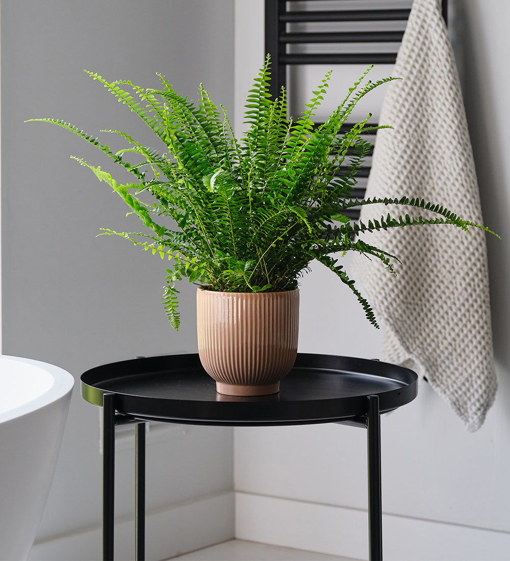 Boston Fern & Pot