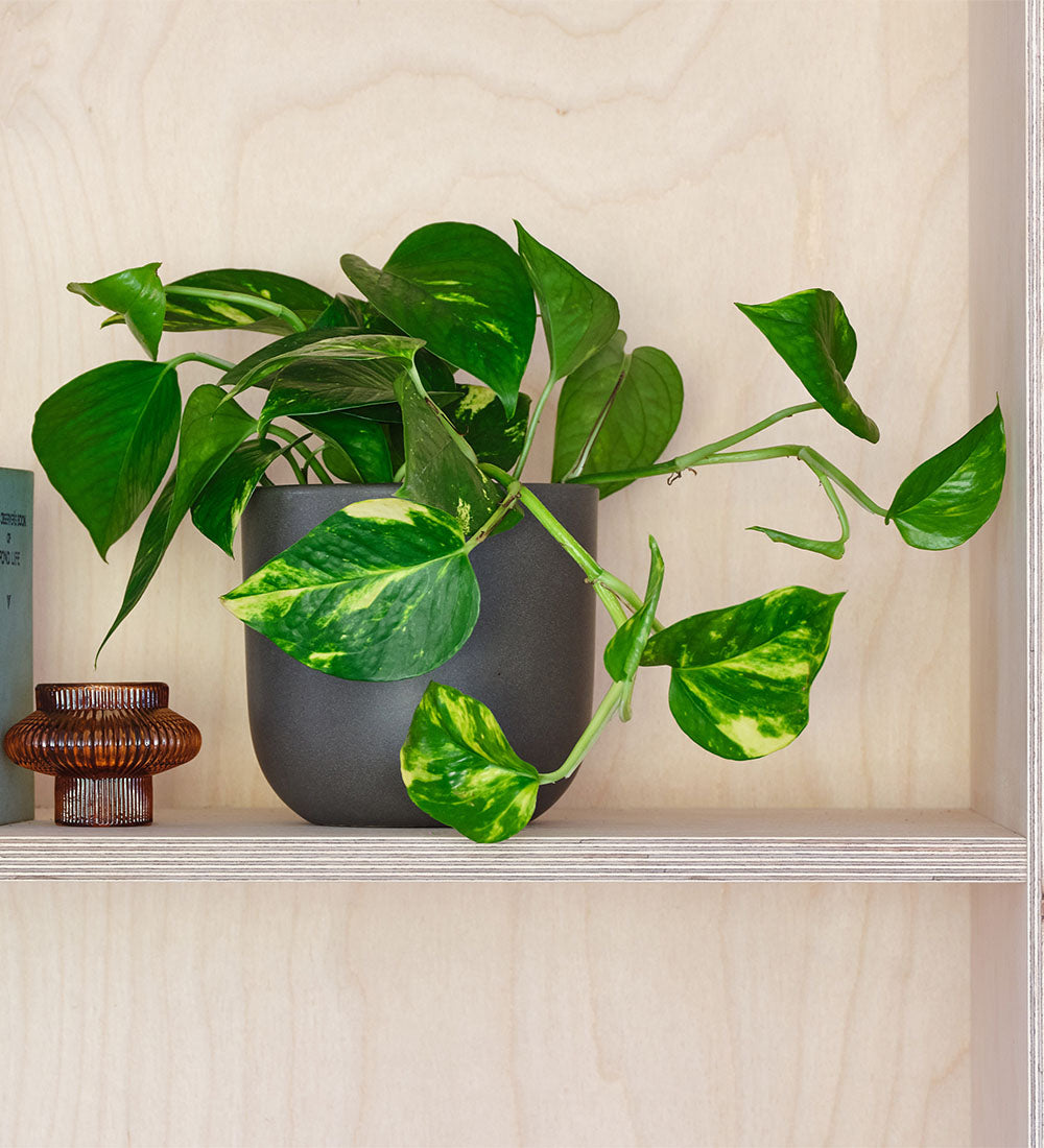 Devil's Ivy & Graphite Earthenware