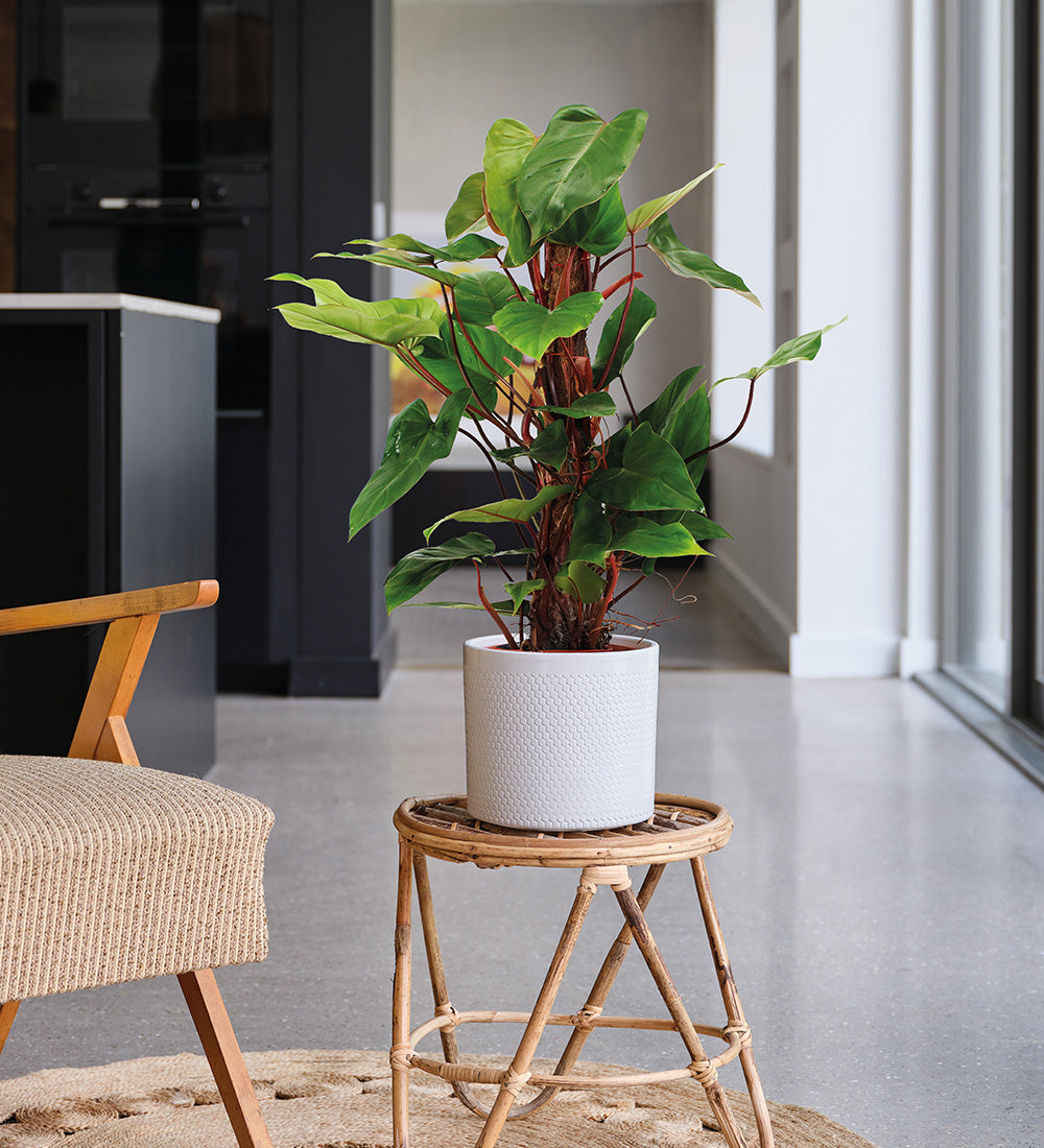 Philodendron Red Emerald