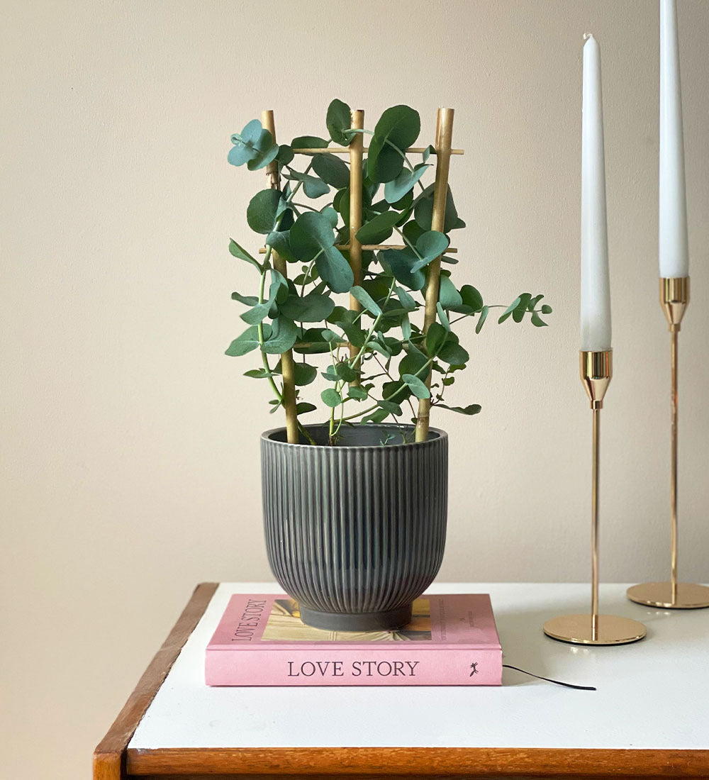 Eucalyptus & Pot
