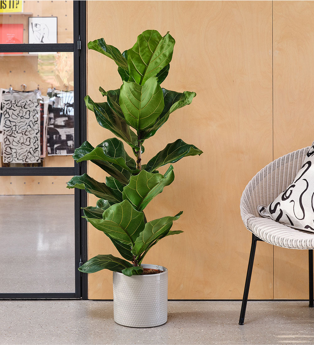 Fiddle-leaf Fig & Pot