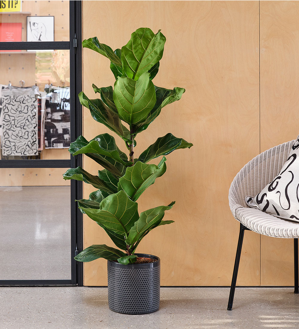 Fiddle-leaf Fig & Pot