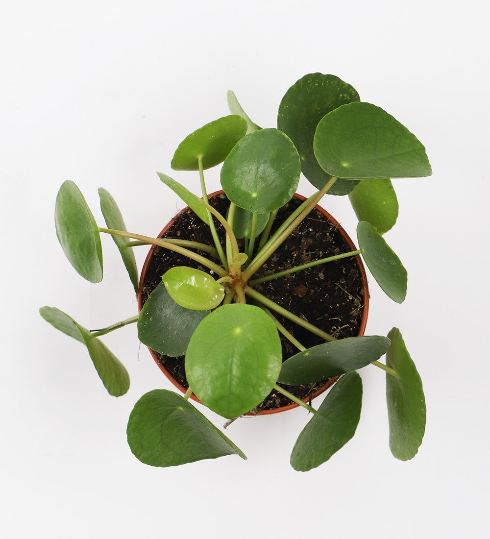 Chinese Money Plant & Pot