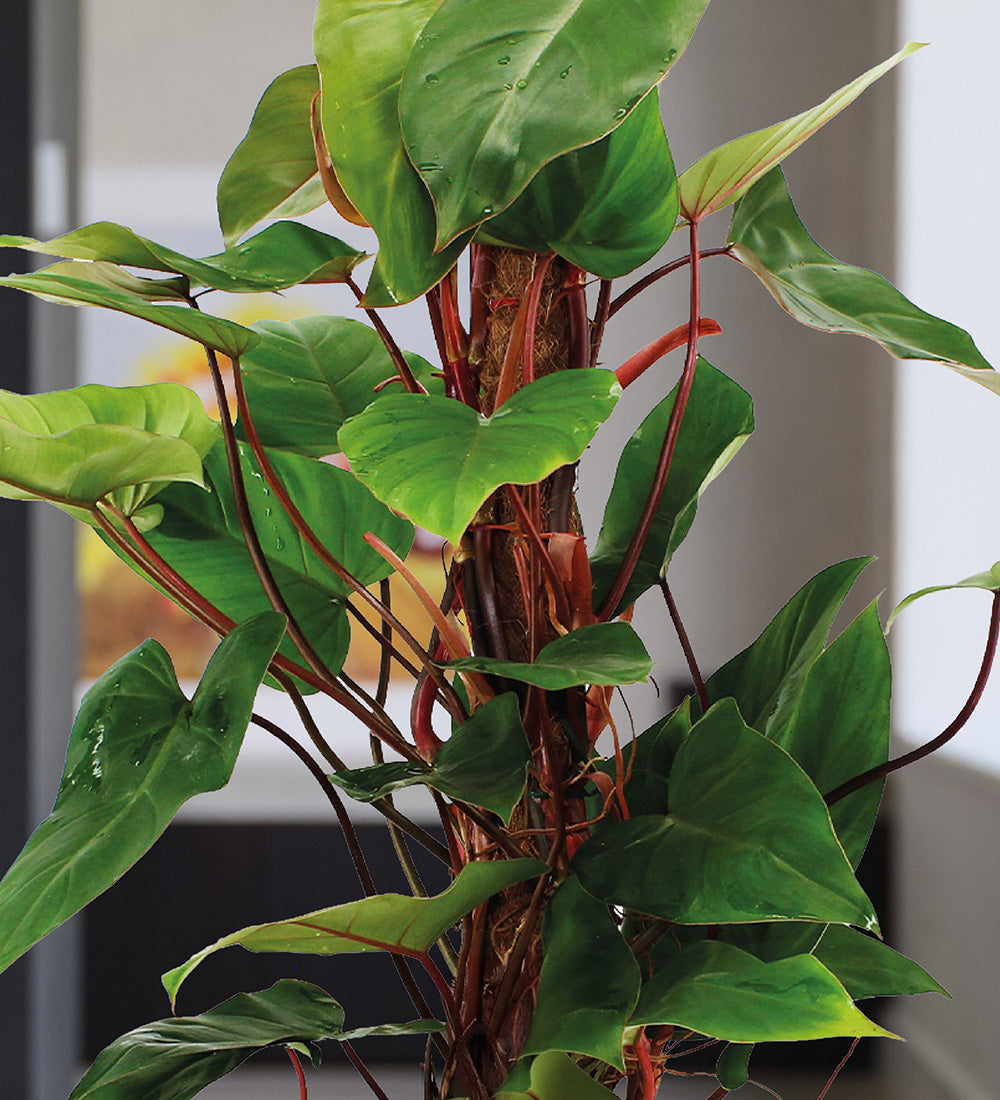 Philodendron Red Emerald